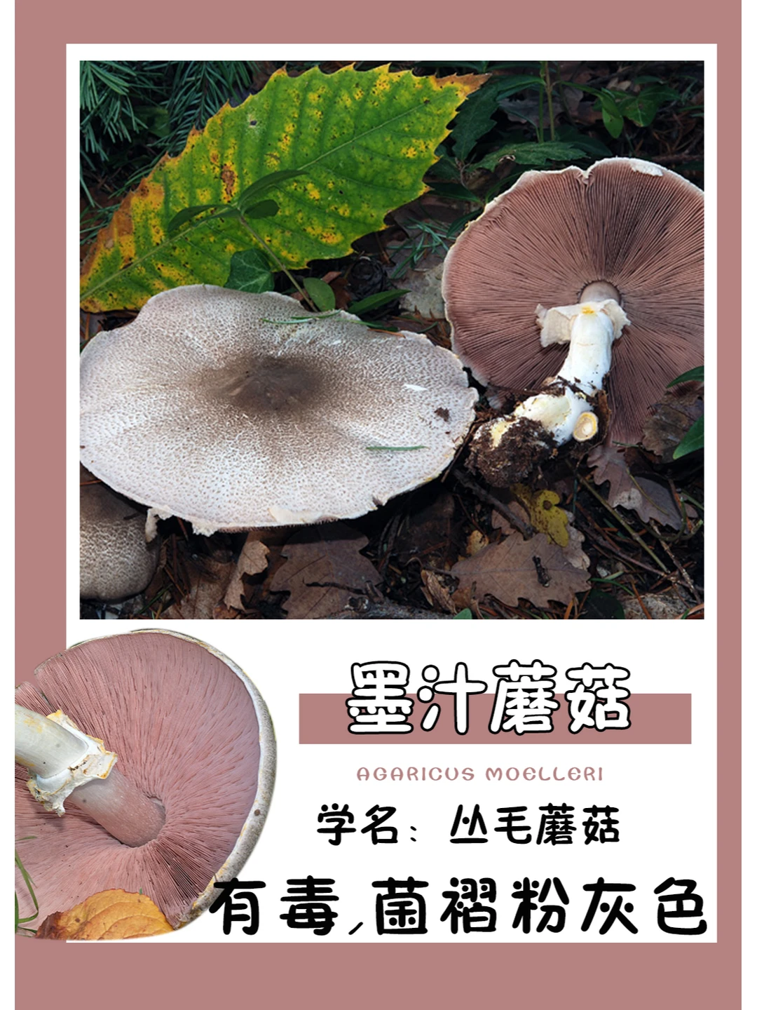 菌褶是高级的灰粉色~