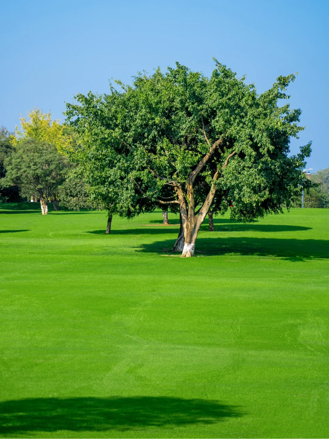 这应该是重庆最美的公园吧!!