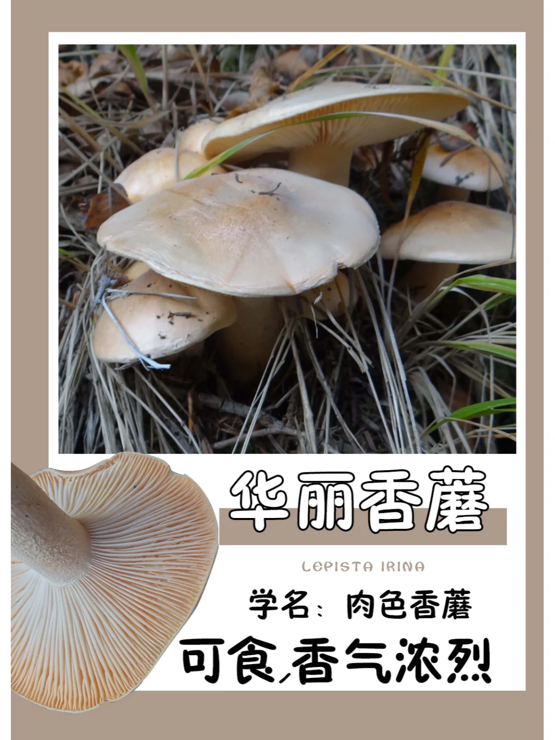 据说香气浓烈，真的好想闻一闻