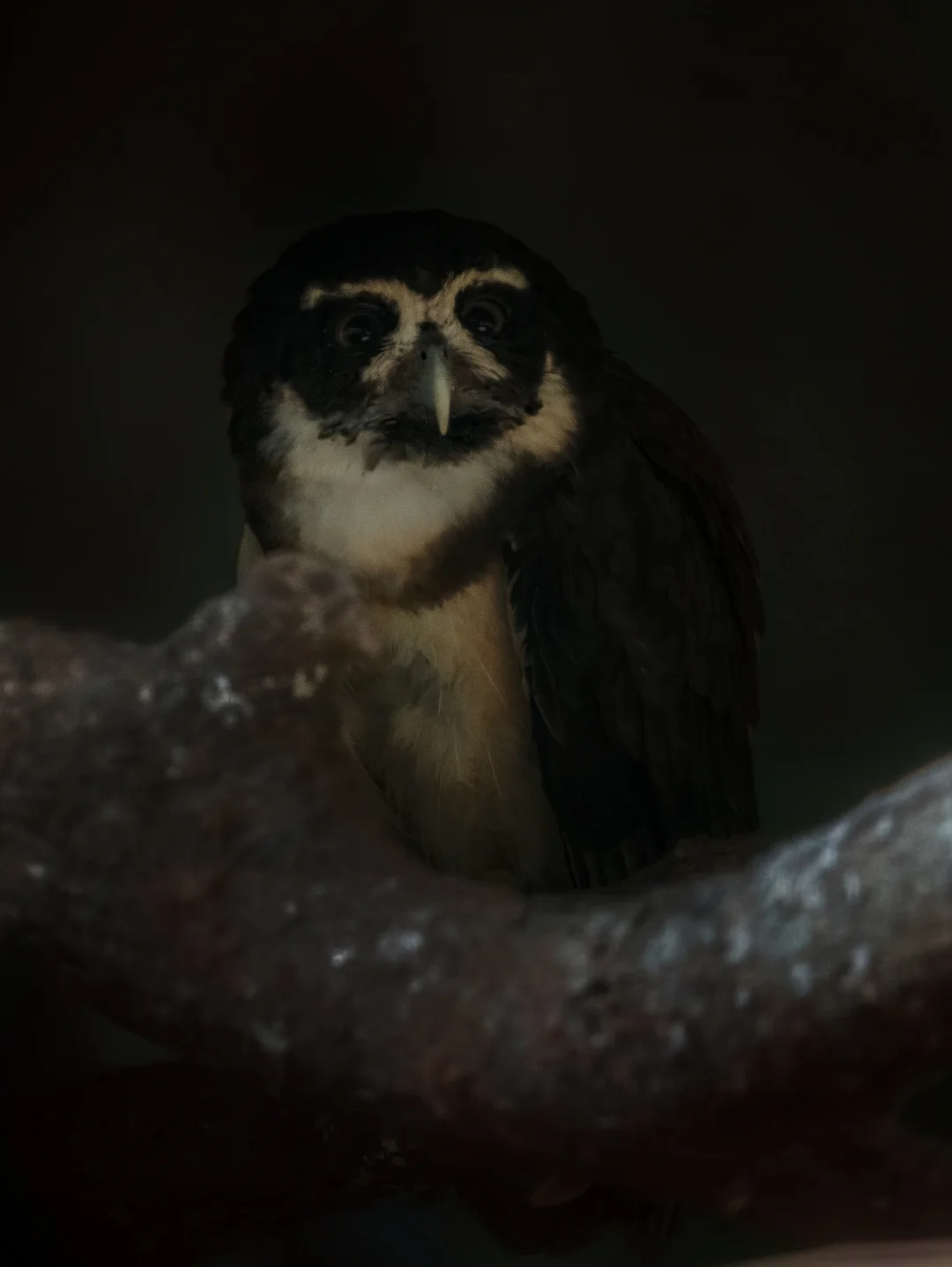 黑夜里一双闪亮的眼睛：眼镜鸮