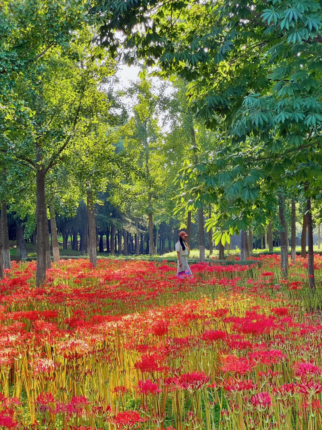 是西安❗️私藏一片没有人知道的彼岸花海🌸🌸