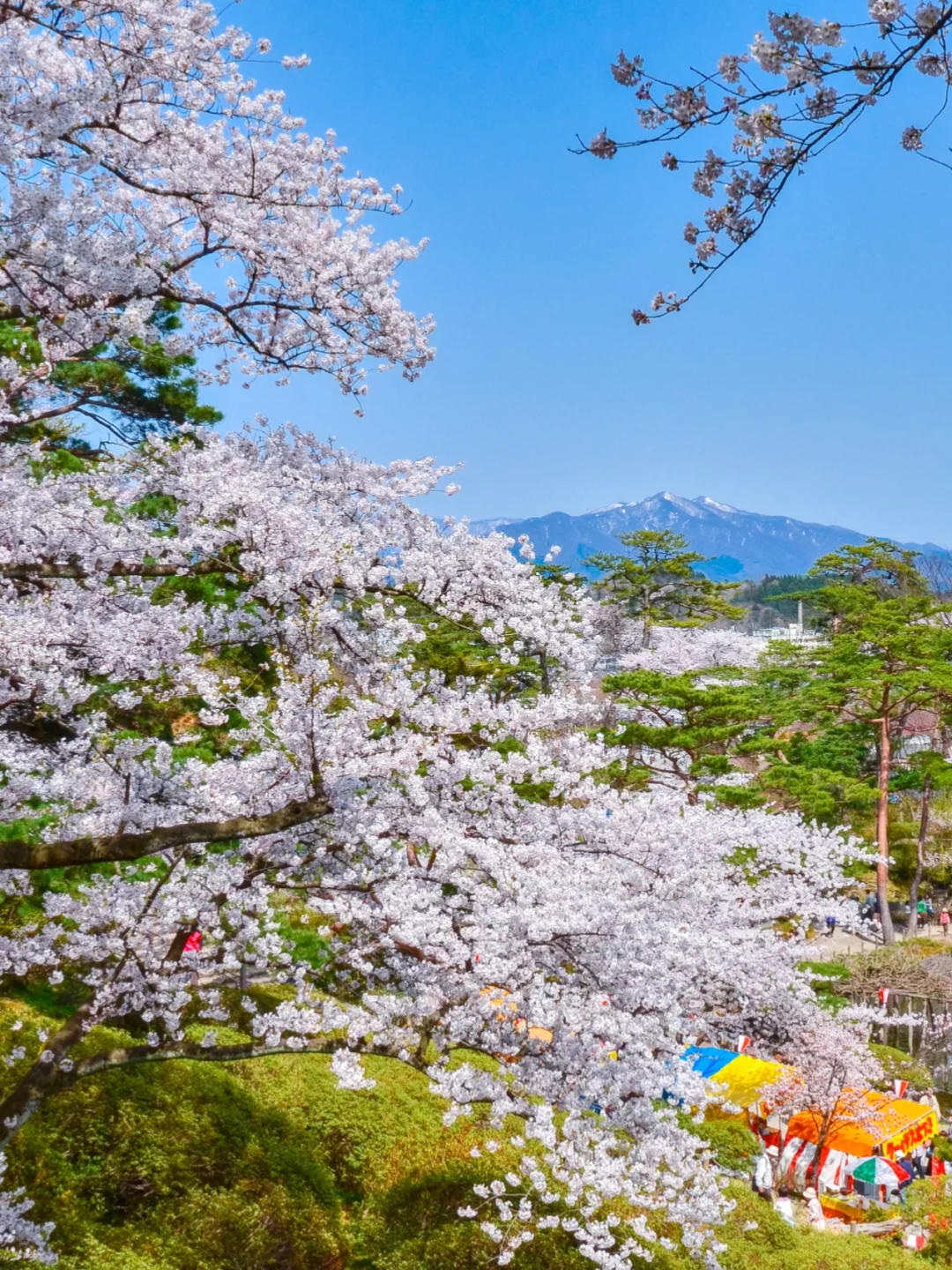 99.99%的人都不知道❗️日本赏樱小众目的地