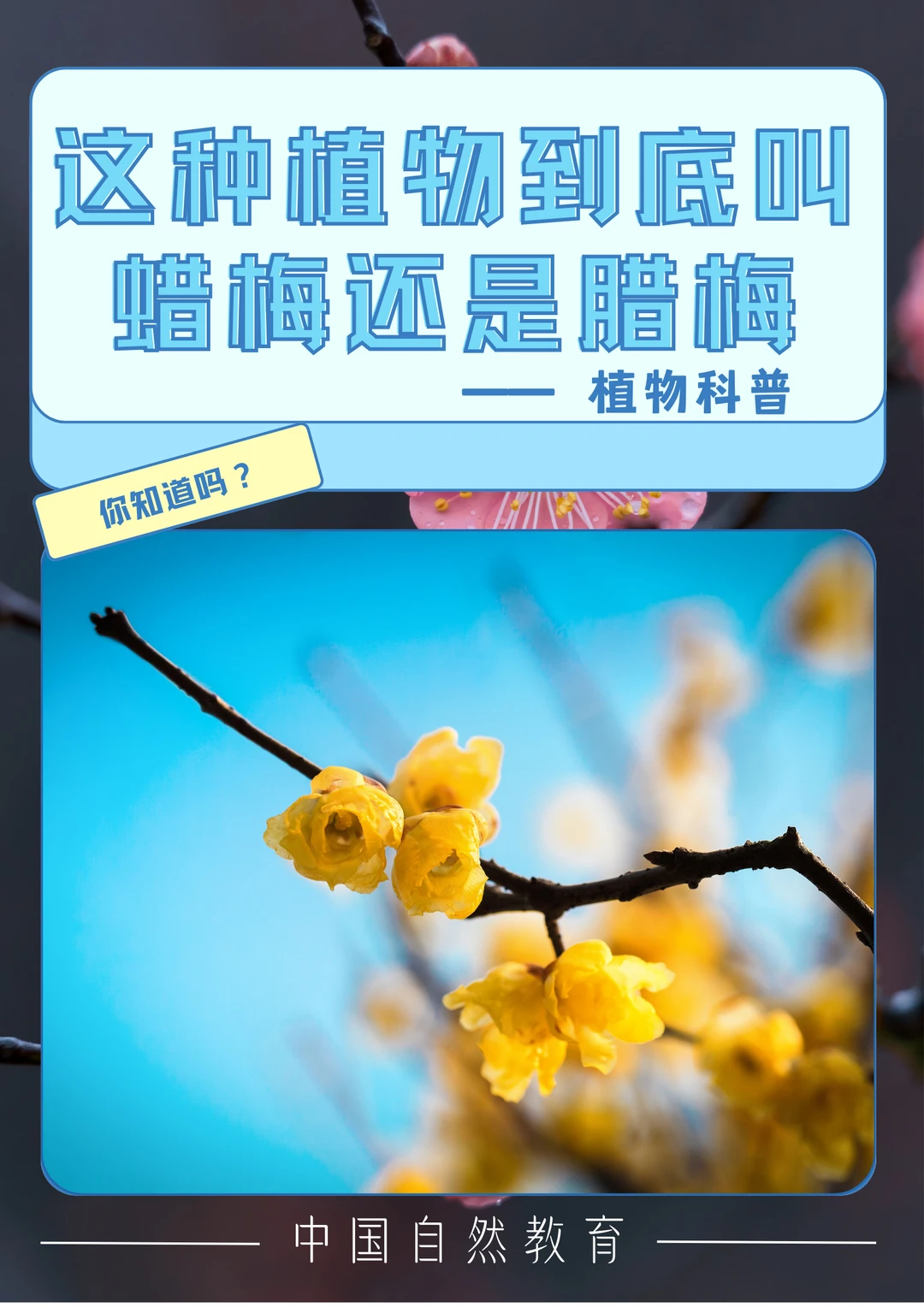 科普知识｜这种植物到底叫蜡梅还是腊梅