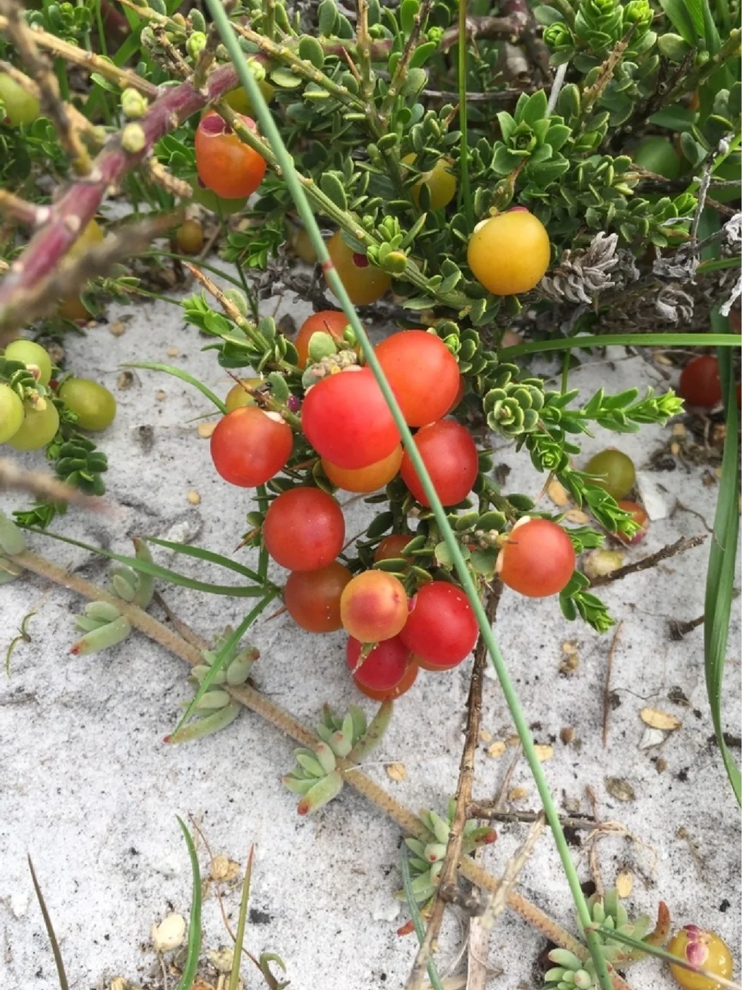 多刺远志Muraltia spinosa