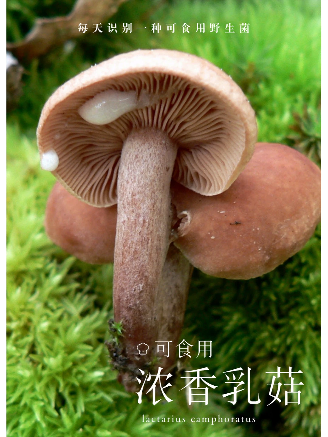 浓香乳菇，可食，有浓郁咖喱香气