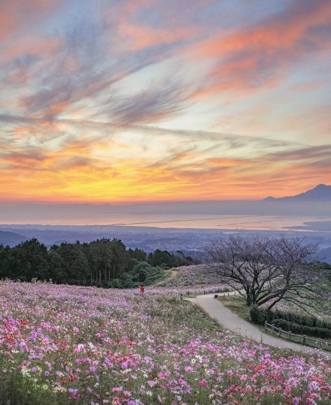 日本长崎县|五一小长假，花海里游一游