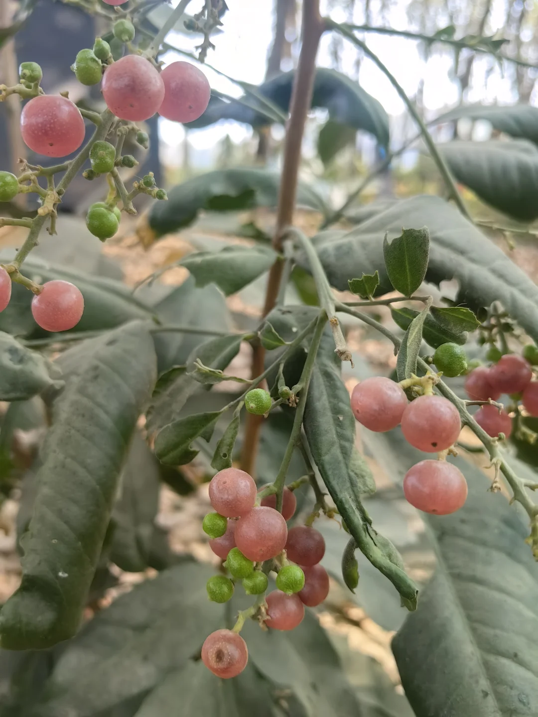 不知道这小果子叫啥，但贼甜贼好吃！