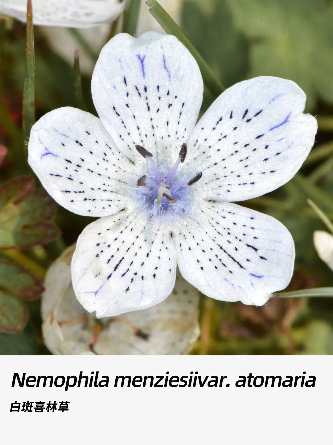 带你每天认识一种花材360｜白斑喜林草