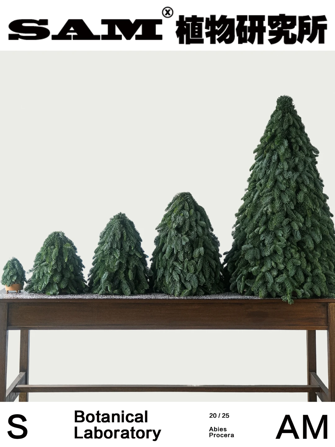诺贝松｜Abies Procera