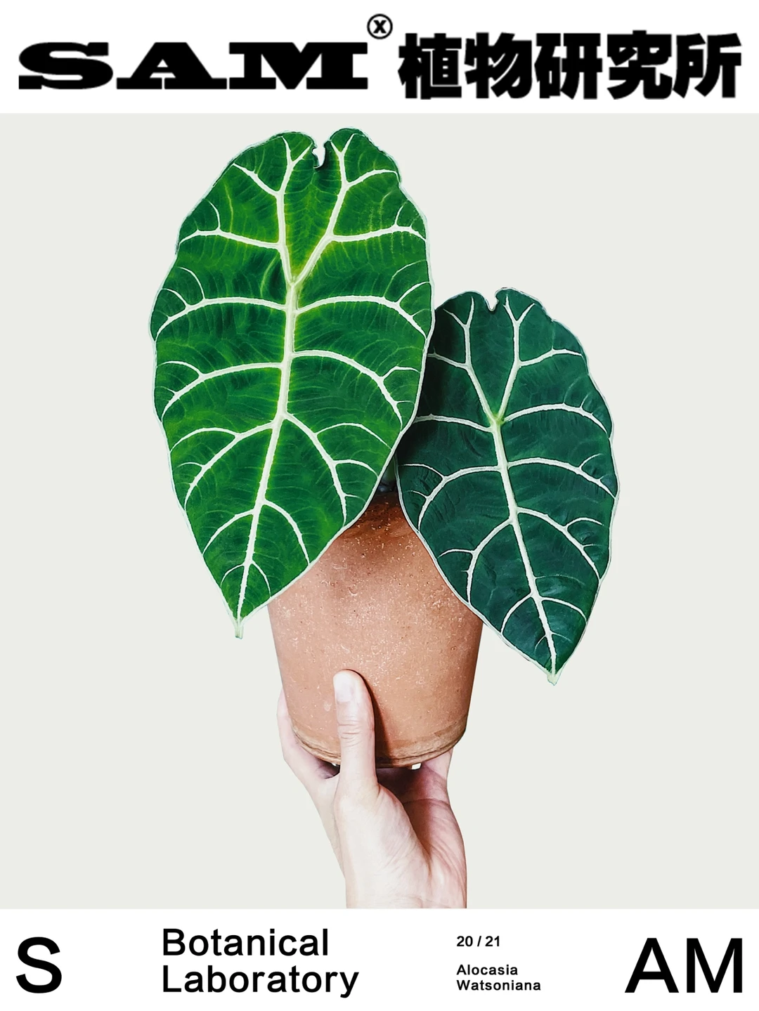 绒面沃森海芋｜Alocasia Watsoniana