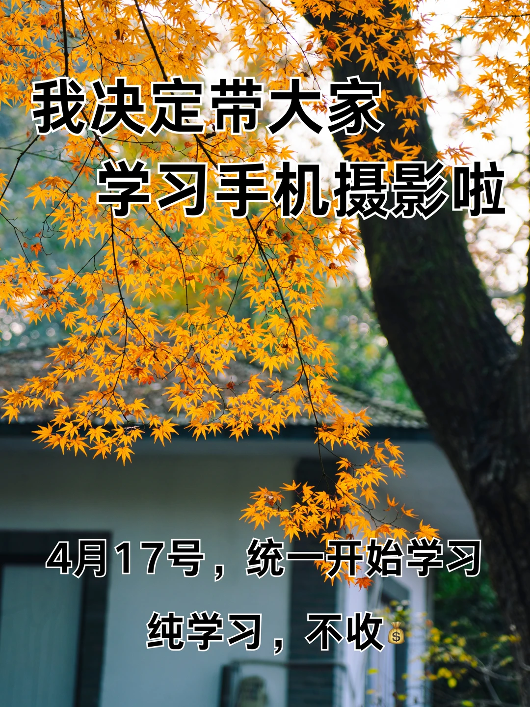 我决定带大家学习手机摄影啦！！