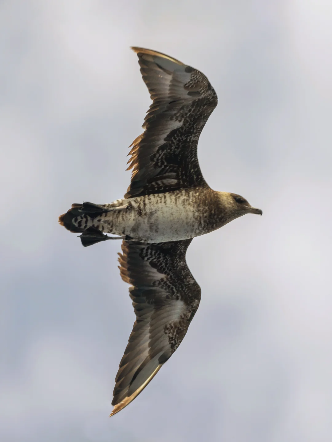 我国东海上可见的贼鸥