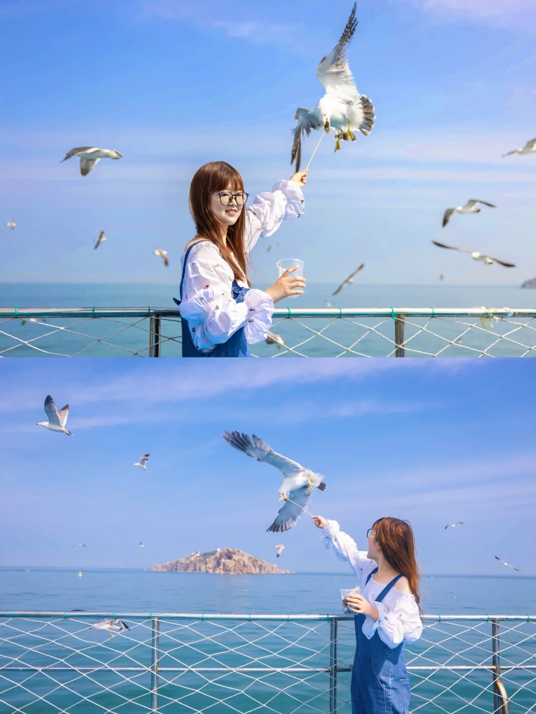 魔力‼️连续十年来海驴岛，与海鸥亲密接触