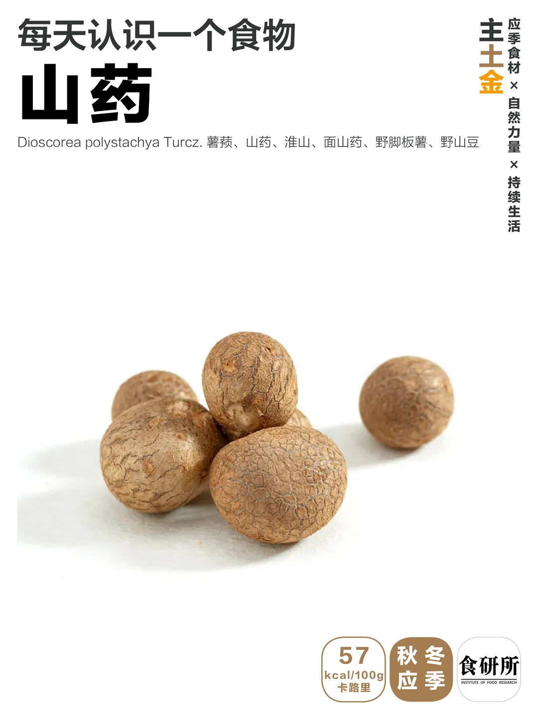 山药 | 孤行并用，无所不宜