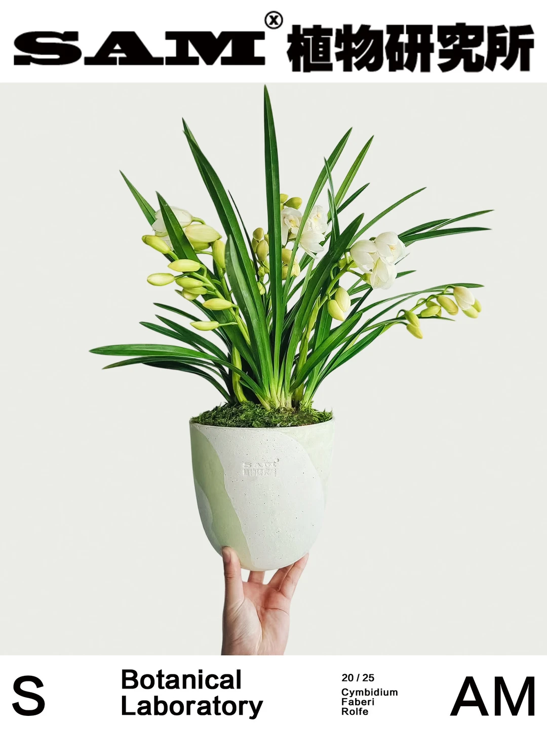 白玉香兰｜Cymbidium ‘Bai Yu Xiang Lan'