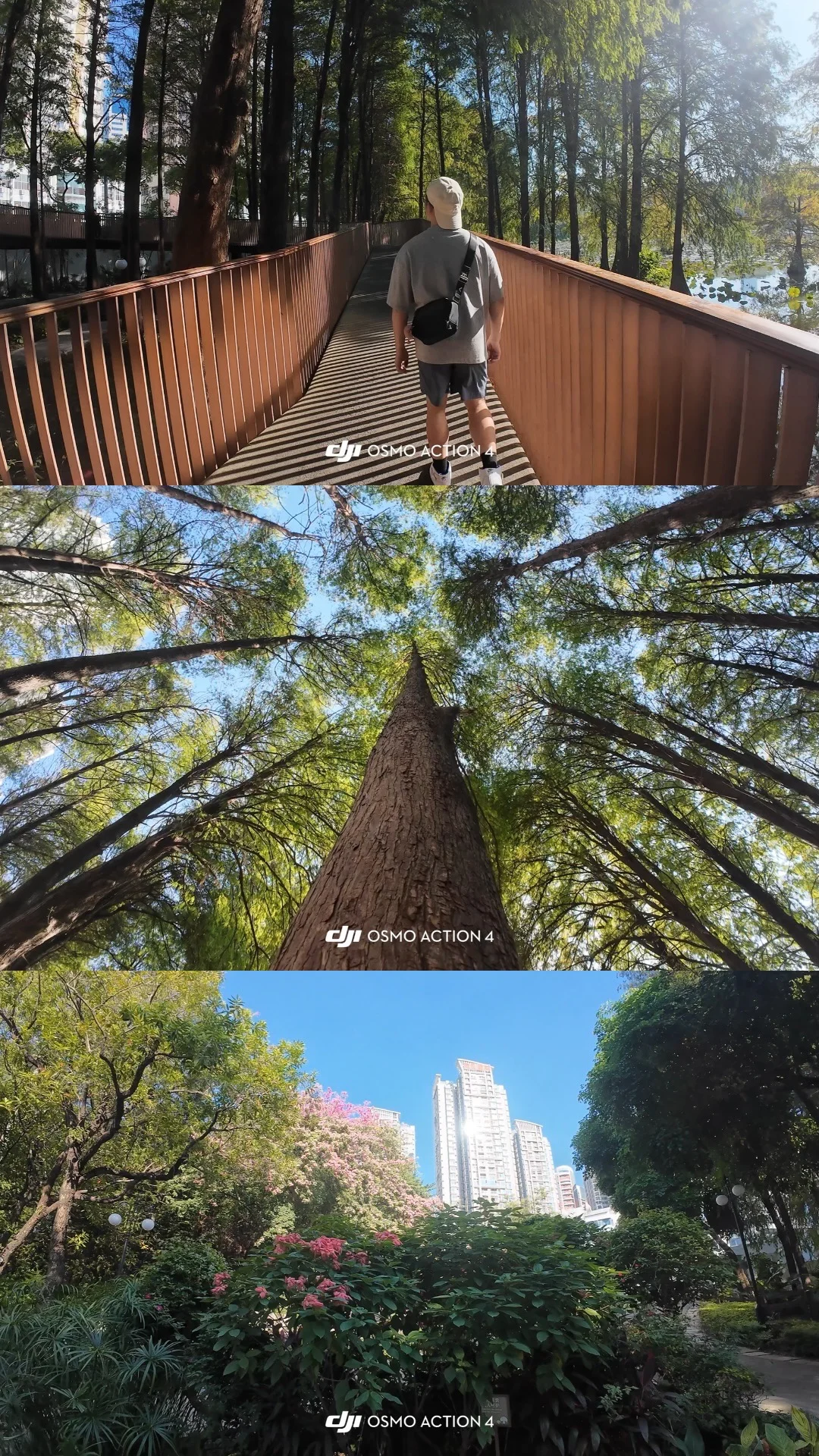 深圳周末去哪玩？洪湖公园落羽杉，随手拍出片