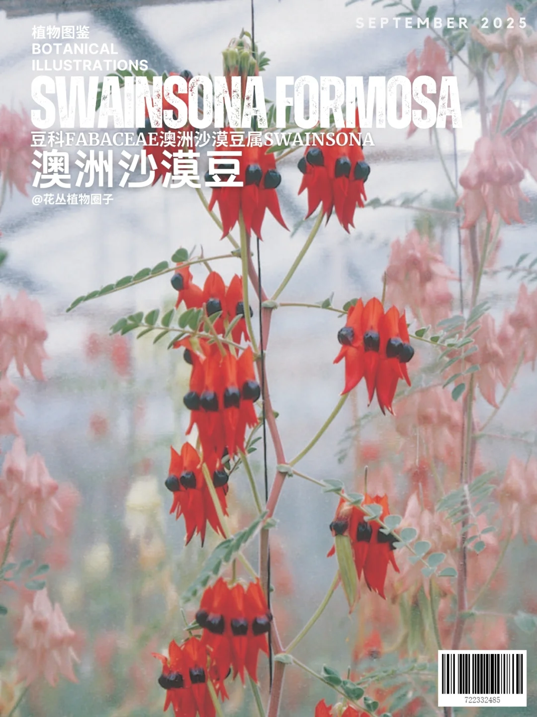 澳洲沙漠豆 Swainsona formosa