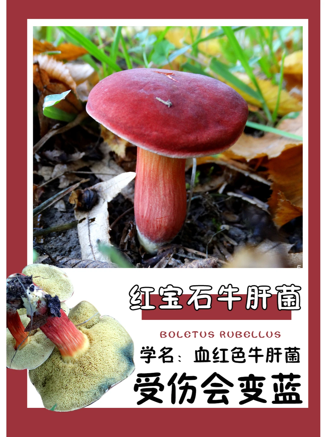 红宝石牛肝菌，可食，但是不好吃~