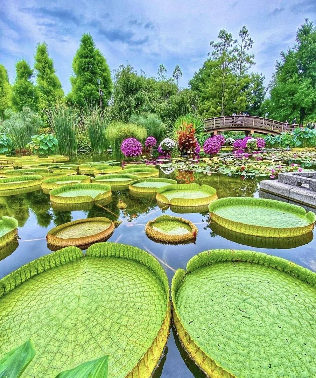 日本滋贺县|有盛世莲花也有大珠小珠落玉盘