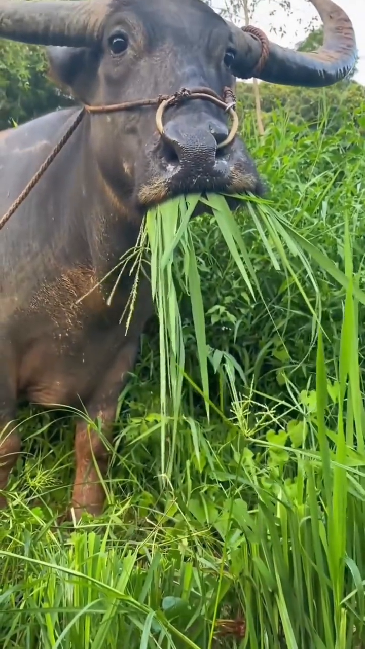 水牛当宠物能打满分。
要是不介意体型偏大，水牛当宠物简直可以打满分。性格温顺又粘