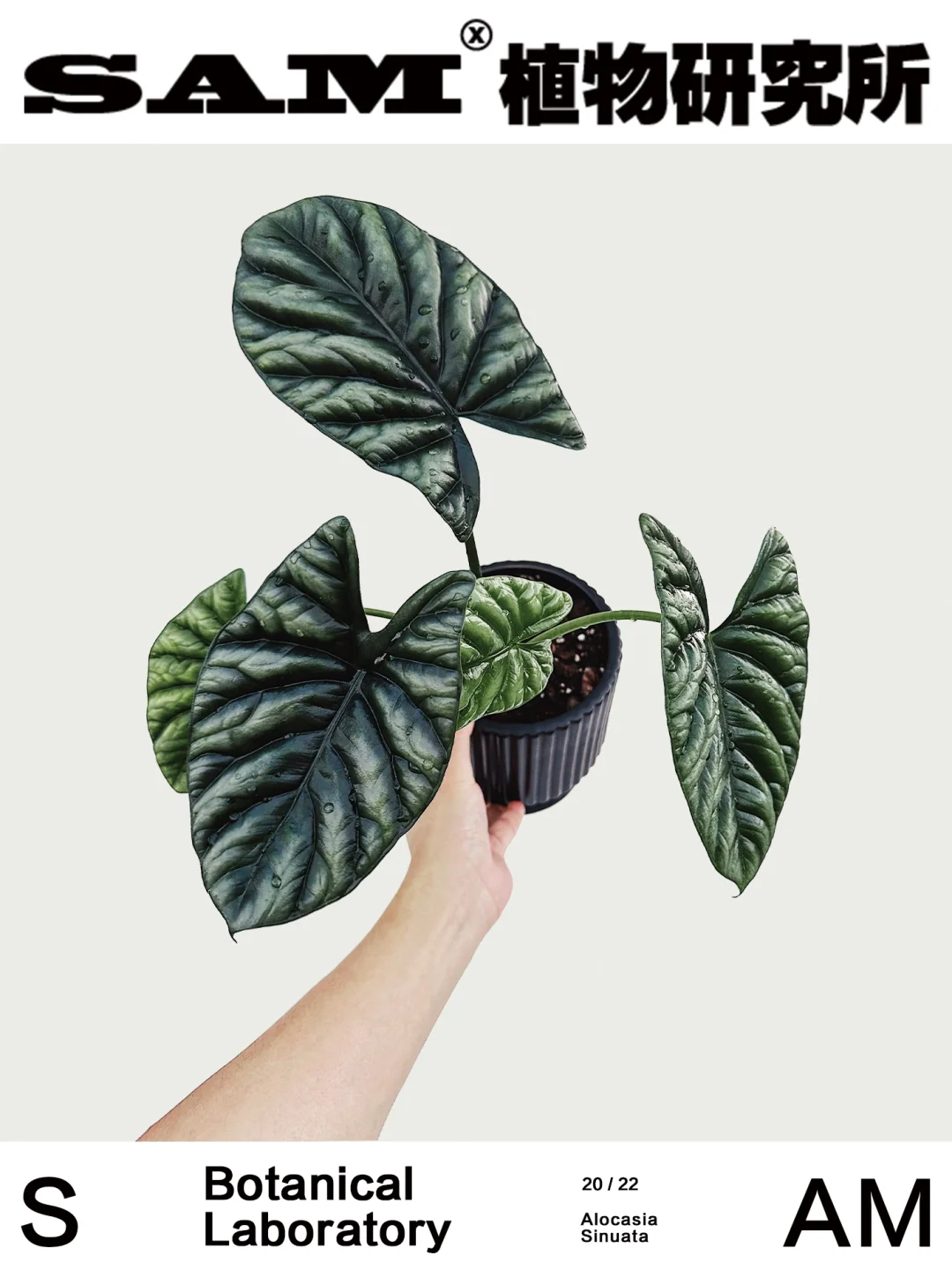 魔镜海芋｜Alocasia Sinuata