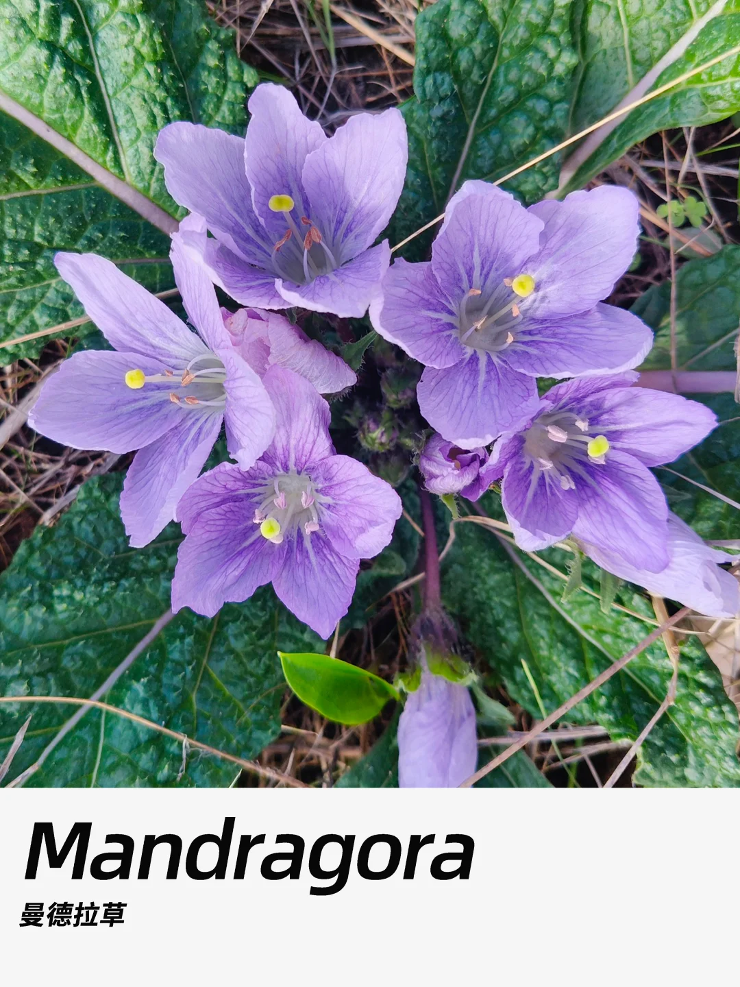 带你每天认识一种花材392｜曼德拉草