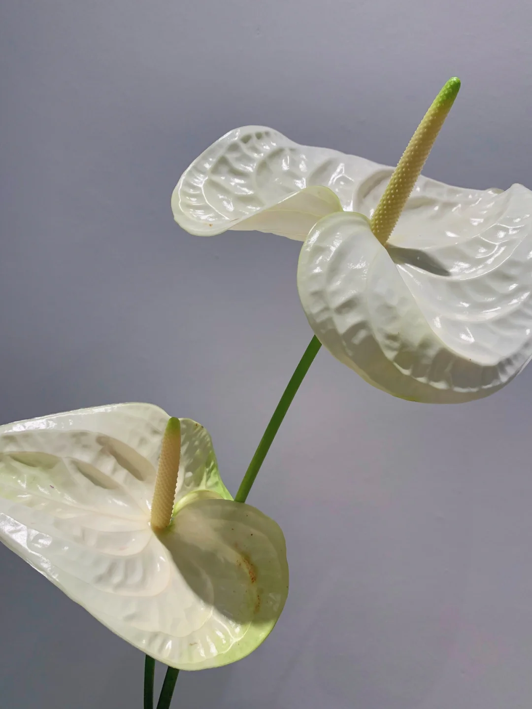 带你每天认识一种花材76｜白掌