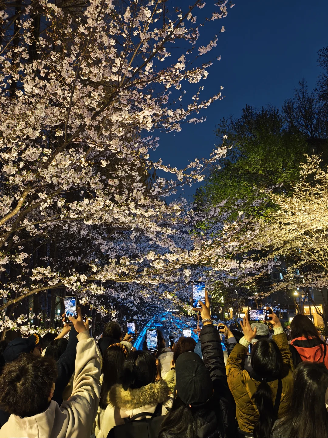 3.25实况！南京珍珠河赏樱桥上全是人！
