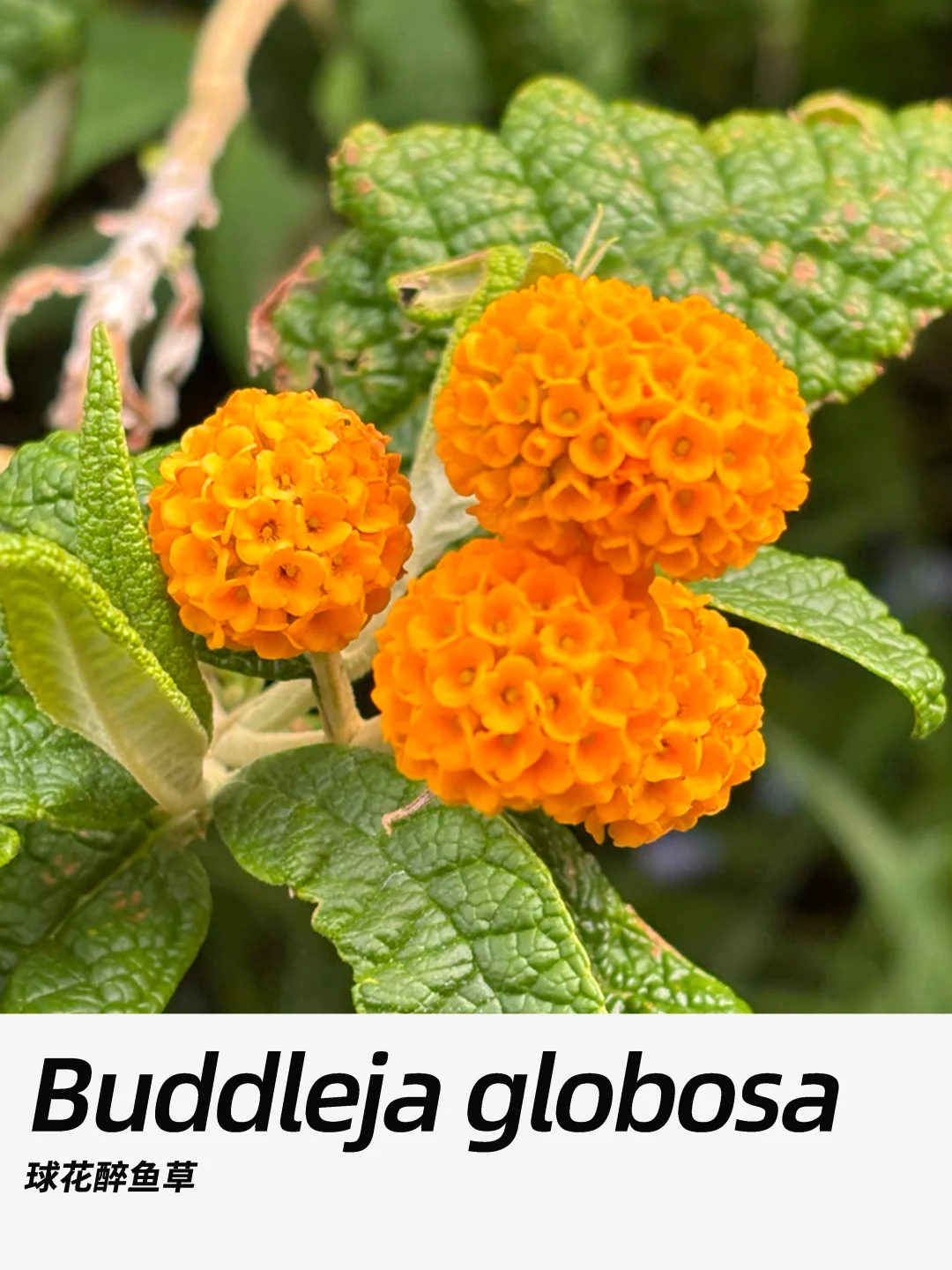 带你每天认识一种花材393｜球花醉鱼草