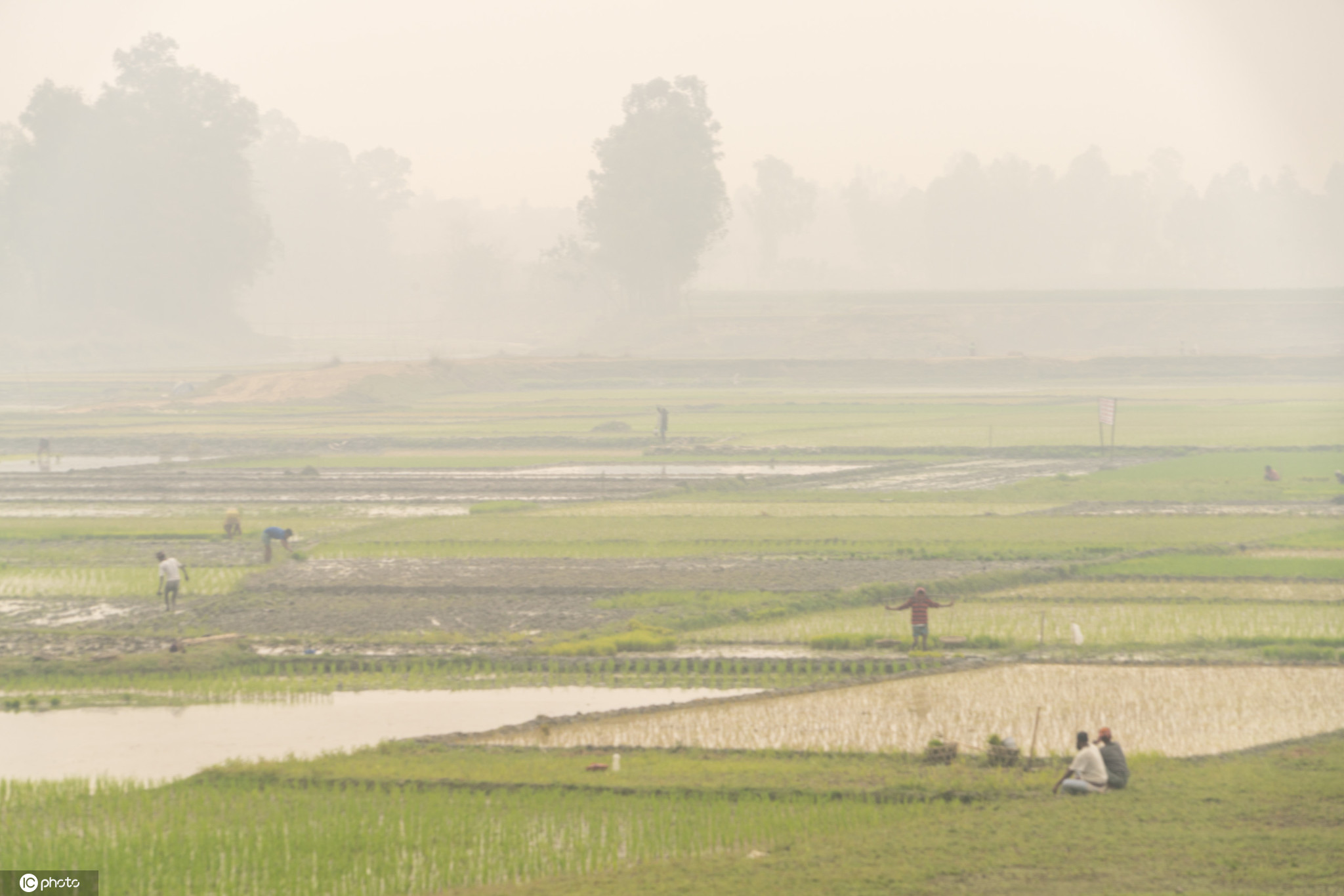 航拍孟加拉國稻田 色彩斑斕宛如調色盤-圖2