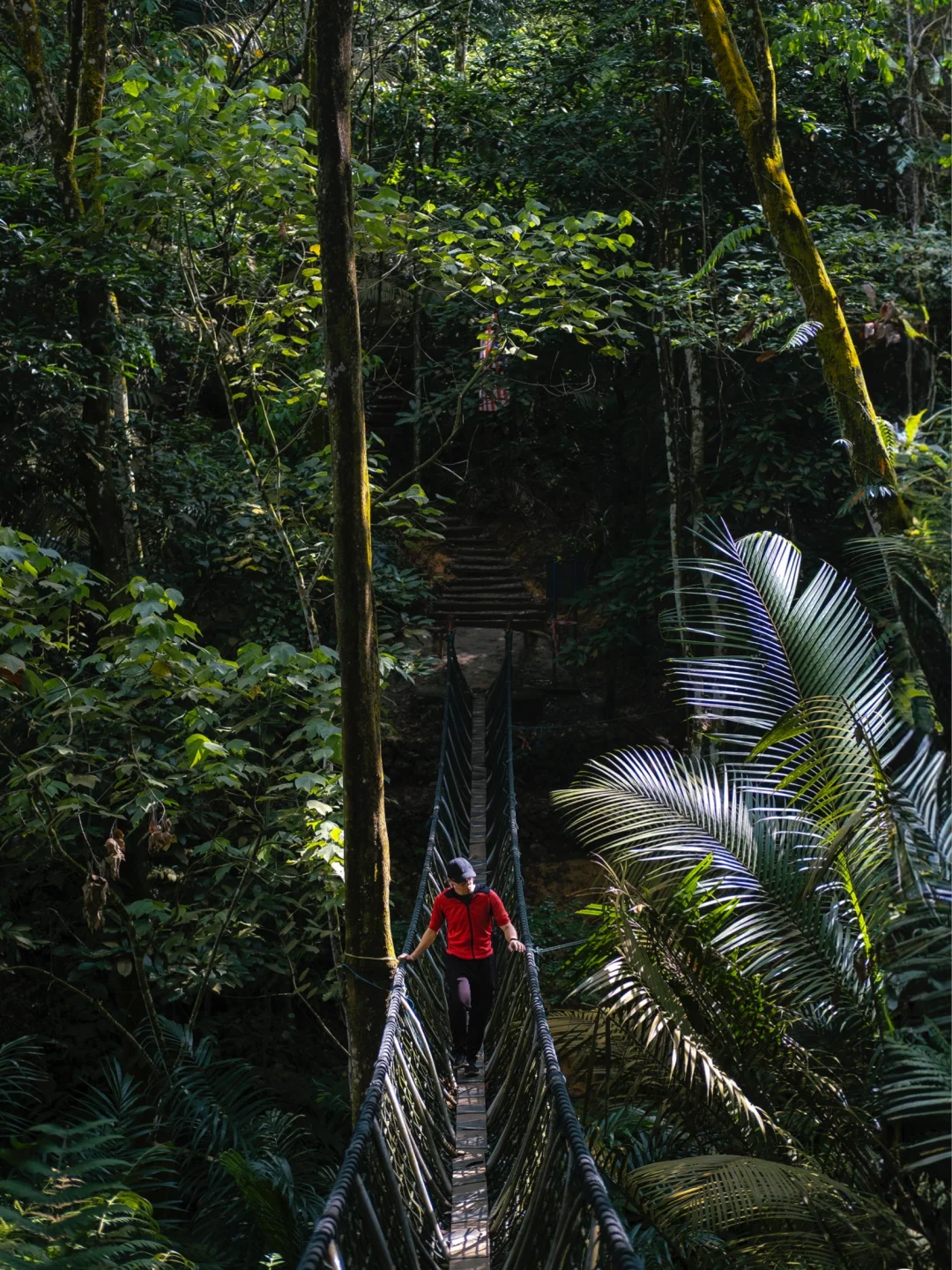 吉隆坡Bukit Gasing徒步⛰️城市里的丛林探险