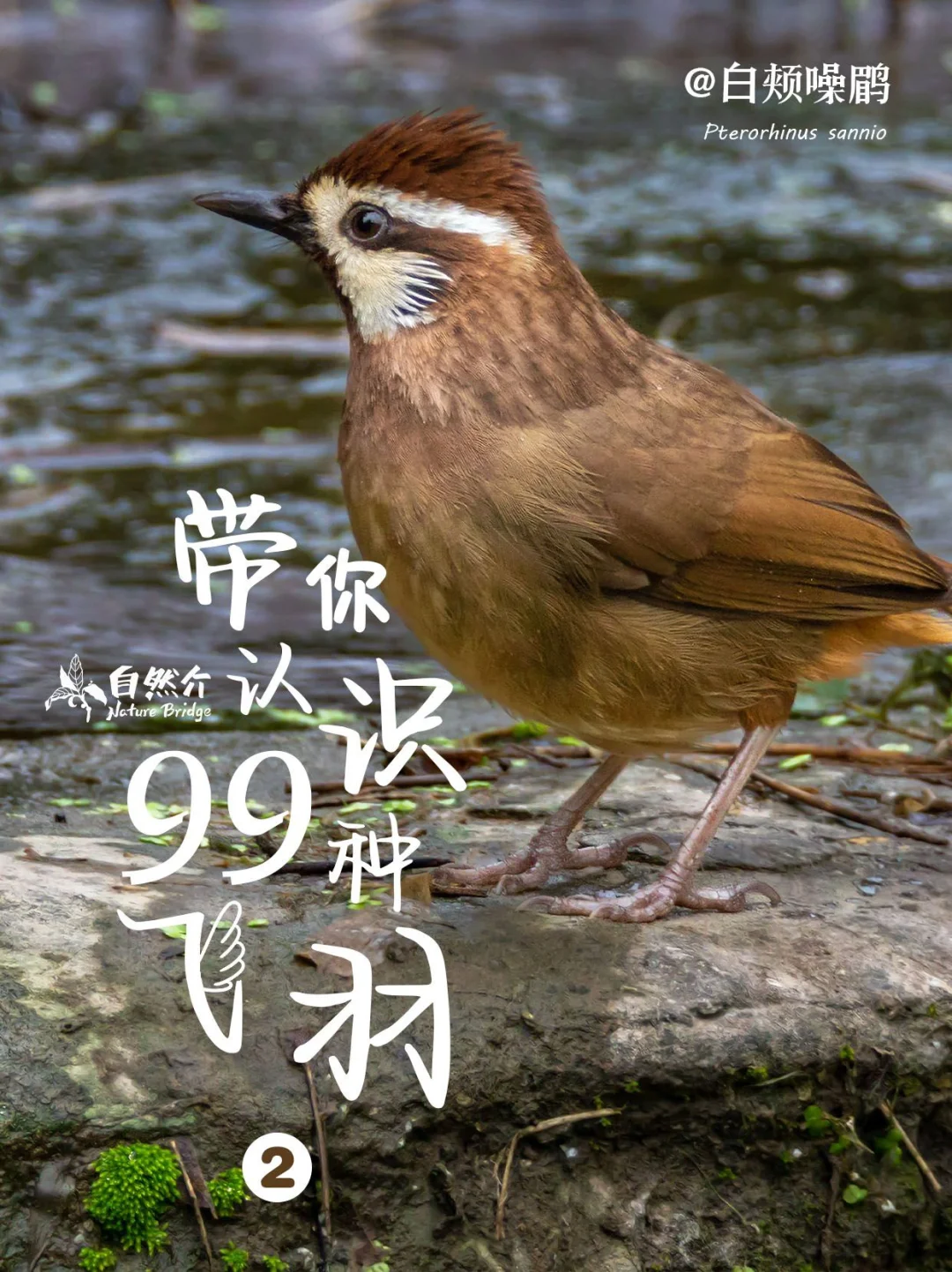 带孩子认识99种飞羽