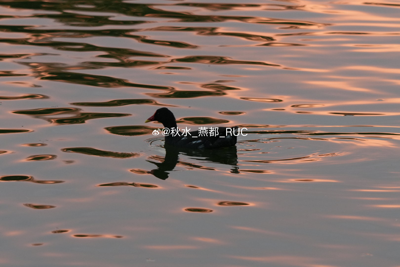 今天是世界摄影日，傍晚到太阳宫公园湖边散步，带了新买的FE 100-400mm F5.6-8 OSS镜头来试拍。这次用的机身是索尼ZV-E10M2，APS-C画幅的等效焦距为‌150-600mm‌。感觉装在这个机身上，尺寸和重量还算协调，没有觉得特别头重脚轻，在光线较暗的环境下，对焦速度比预想中好。  ​