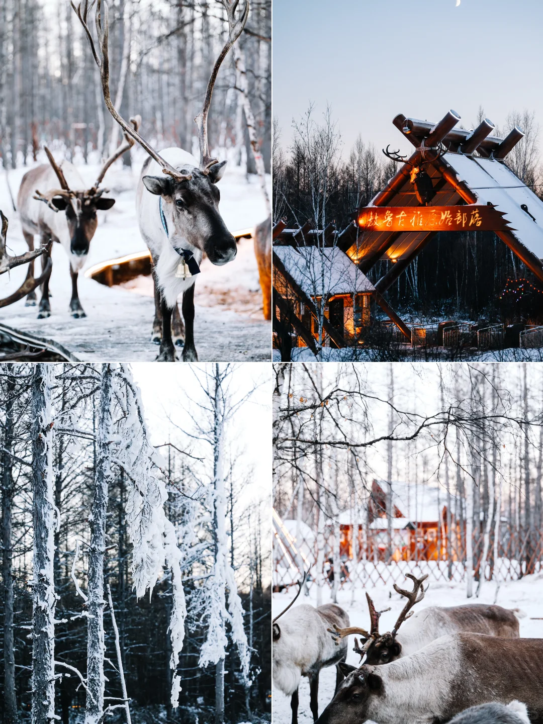 敖鲁古雅｜中国最后的狩猎部落