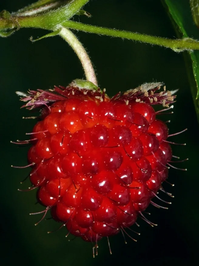美味浆果～鮭莓 Rubus spectabilis