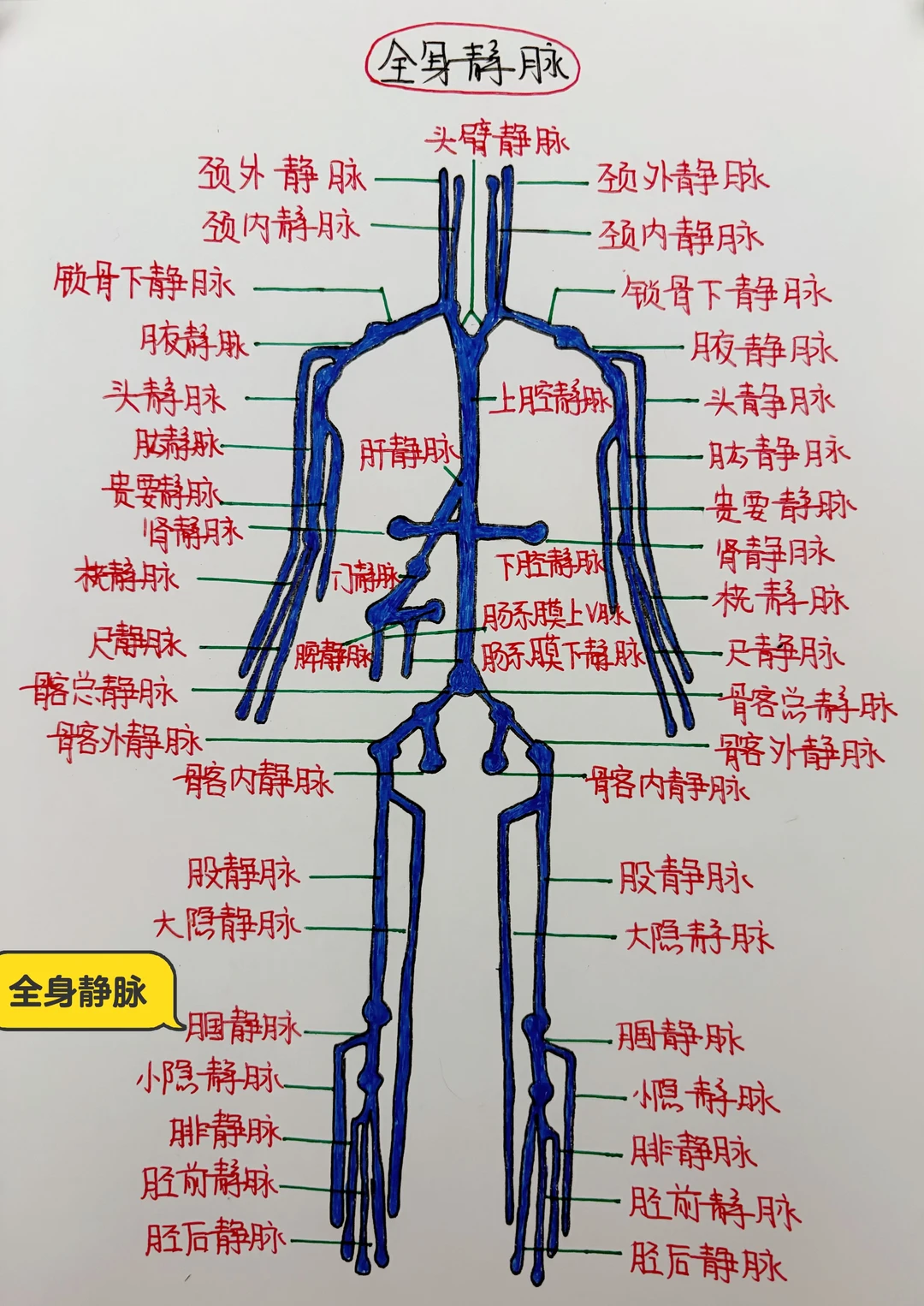 今日学习打卡——全身静脉