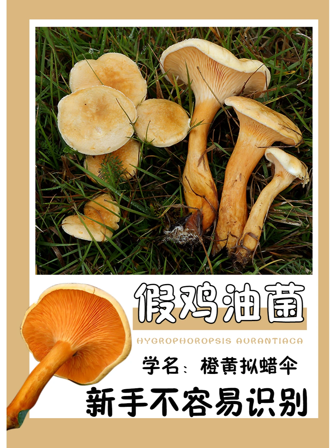 假鸡油菌，新手不容易识别