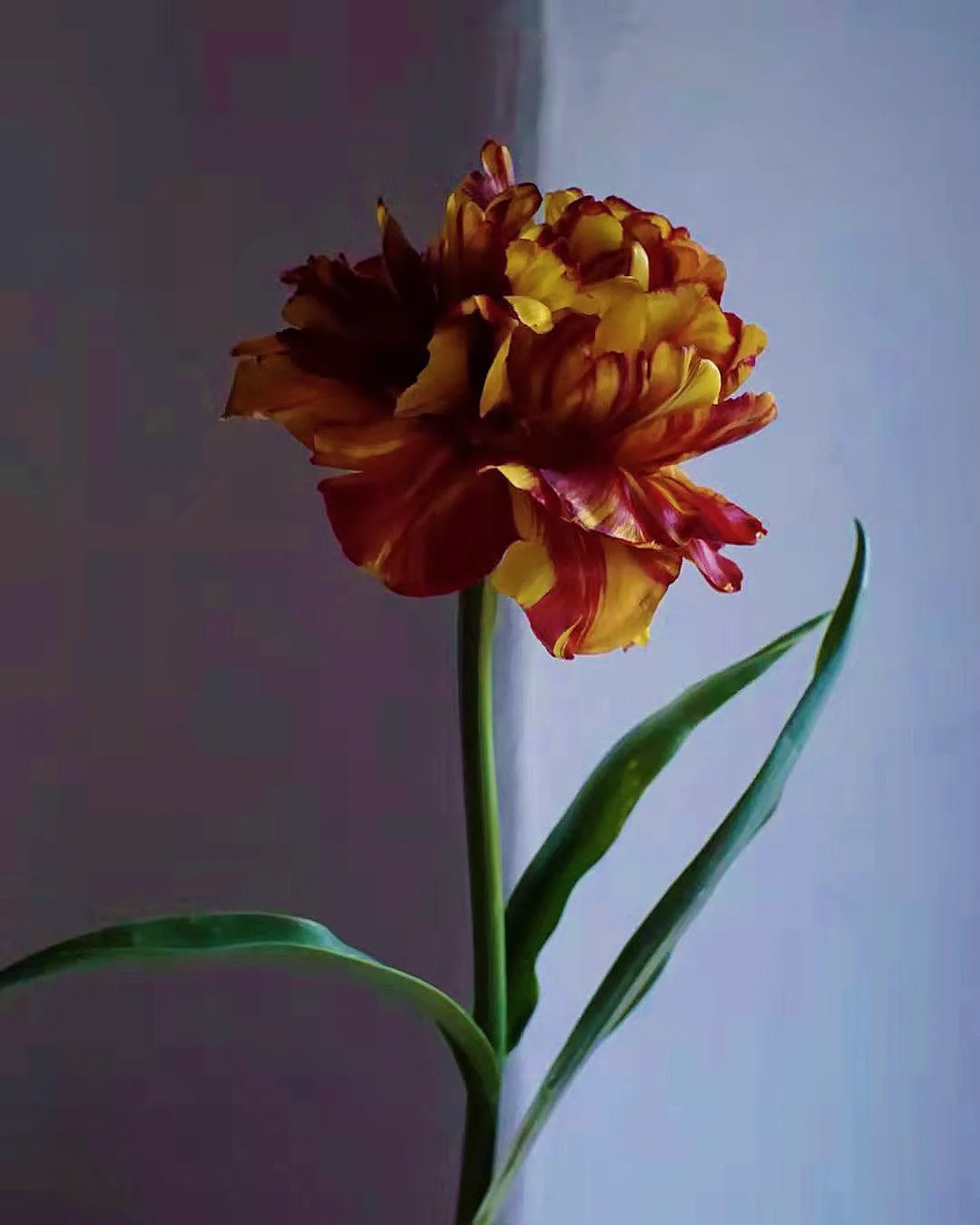 带你每天认识一种鲜花39｜复古色郁金香