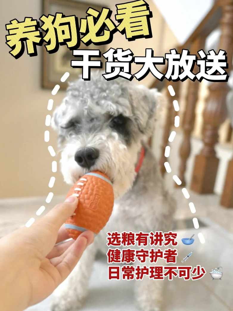 🐾养狗必看！超实用养狗干货大放送🐾