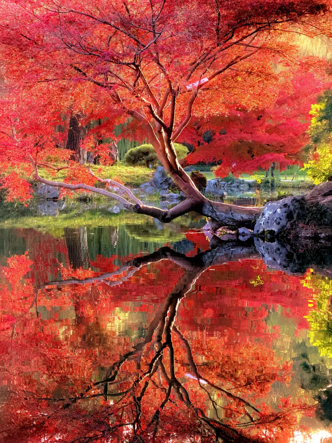 11.28live‼️杭州秋天的西湖杀疯了（附机位）