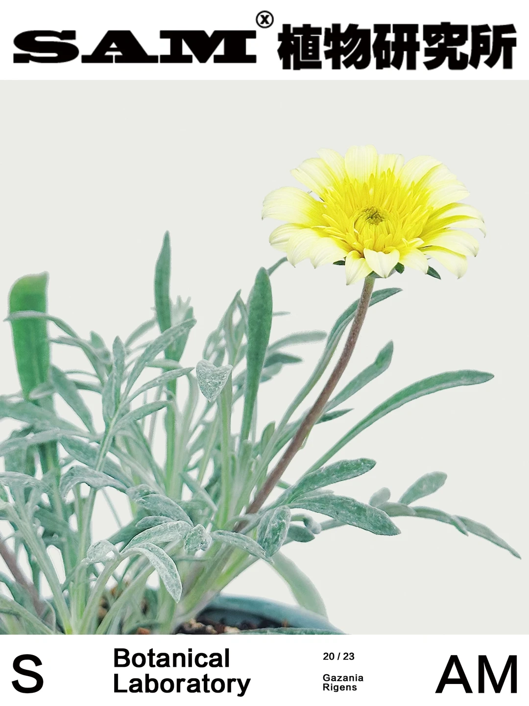 柠檬扭扭｜Gazania Rigens (L.) Gaertn.