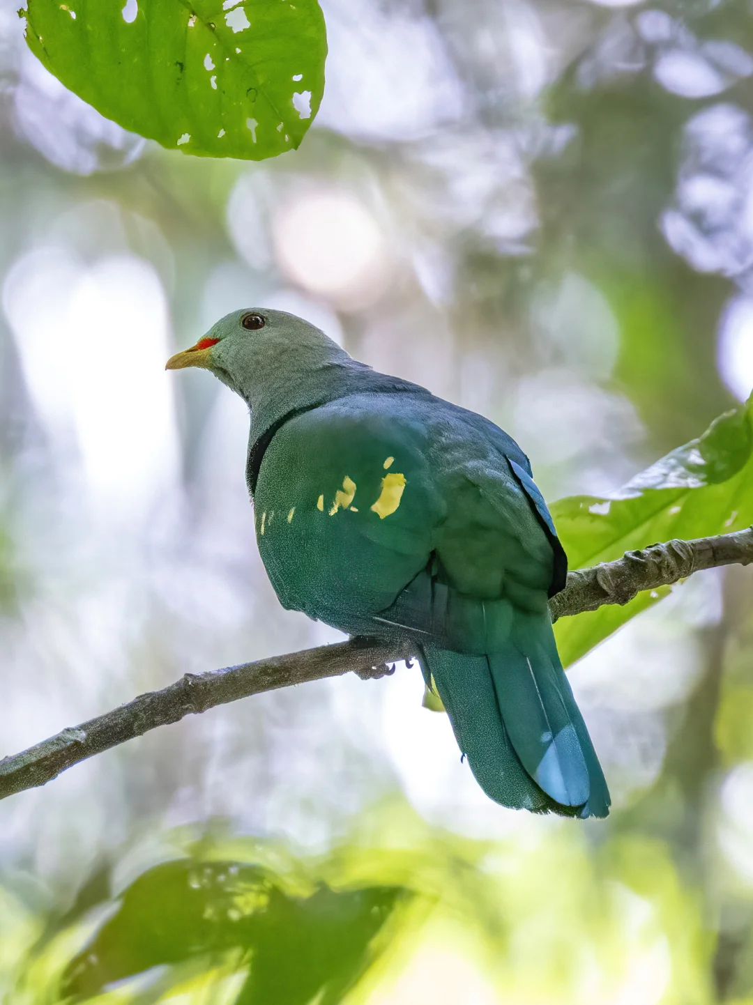 热带雨林里的巨型的鸽鸽