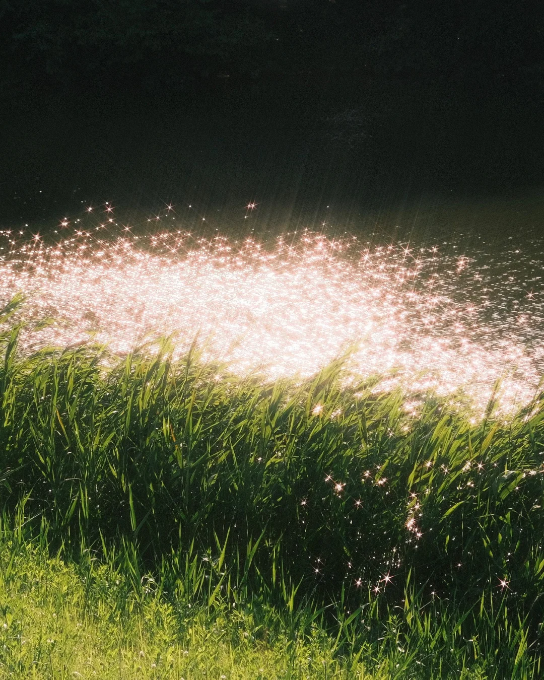 “𝓢𝓹𝓪𝓻𝓴𝓲𝓷𝓰 𝓛𝓲𝓰𝓱𝓽”