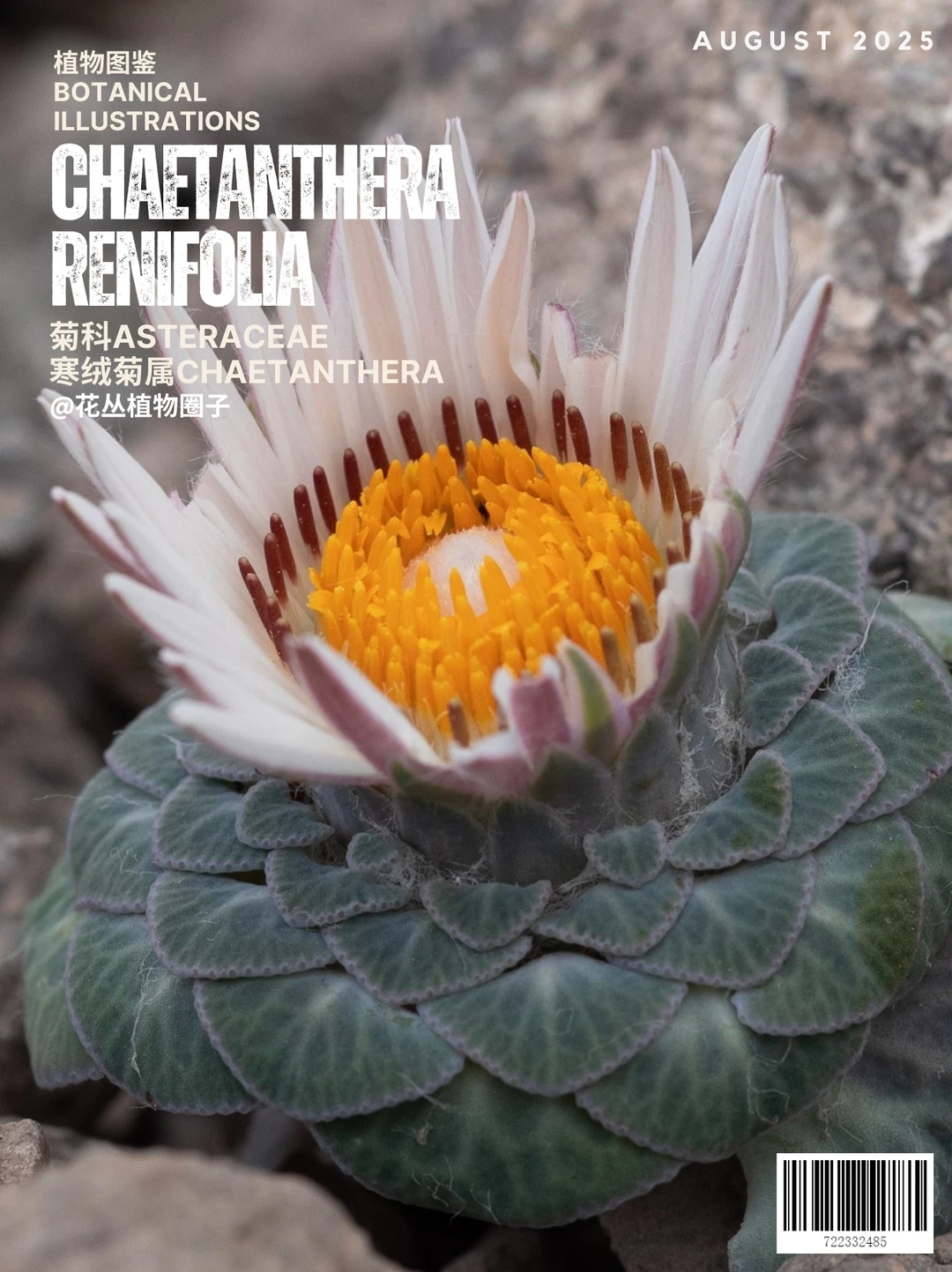 Chaetanthera renifolia及寒绒菊属