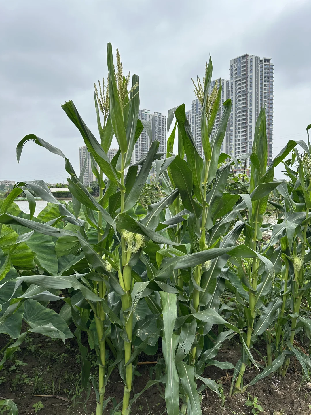 让我看看你们种的菜……