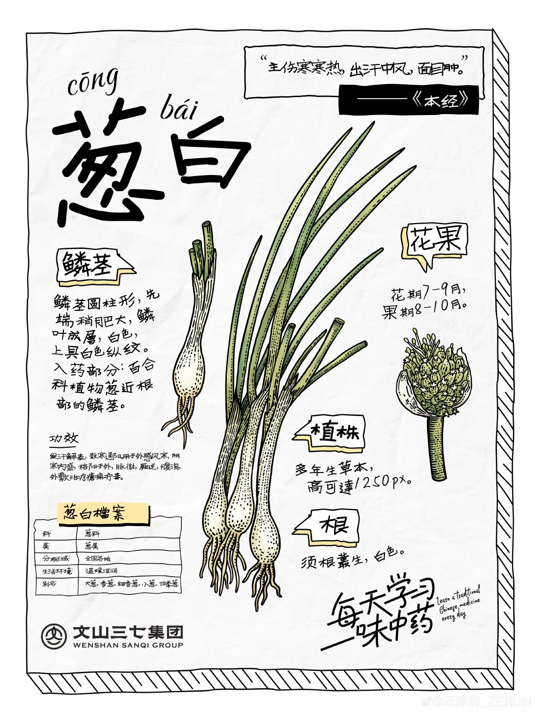 👉🏻每天学习一味中药｜葱白