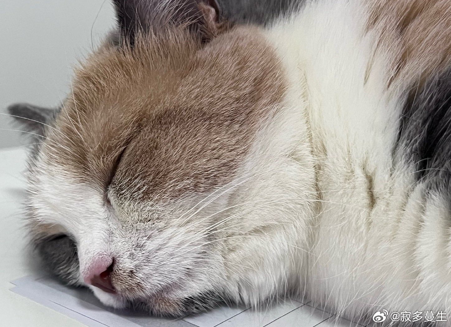 猫总是眯着，所以叫猫咪人总是很累，所以叫人类[无聊] ​​​