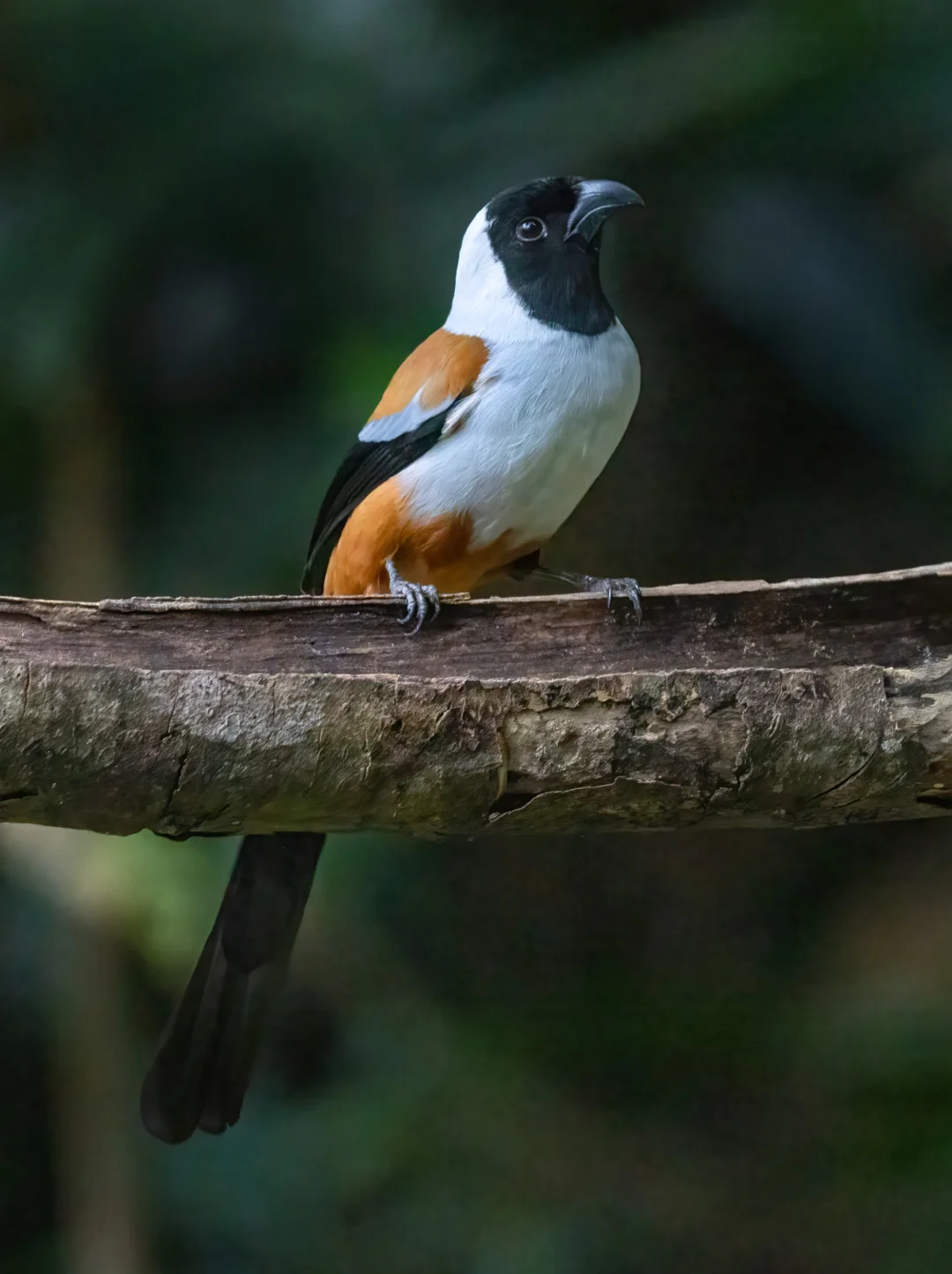 傲娇又怪异的鸦科大佬：黑额树鹊