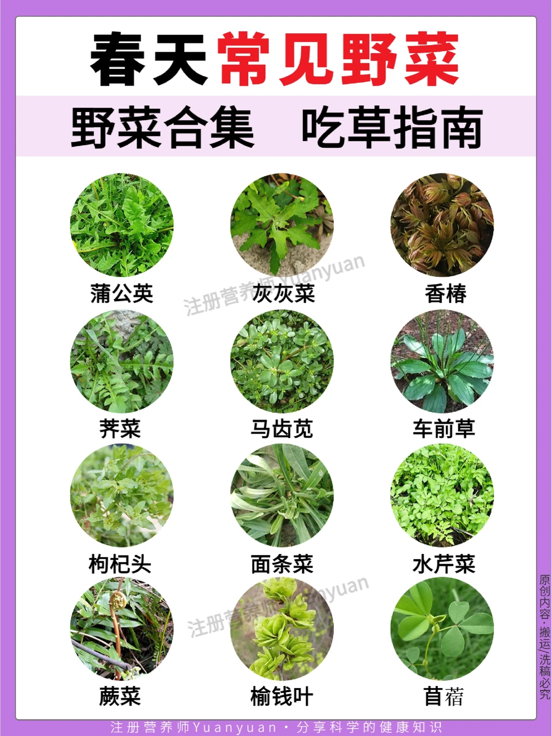 春天踏青挖野菜 12种常见野菜图鉴