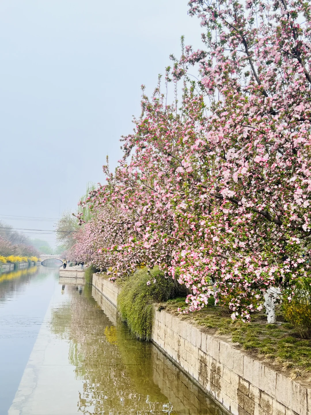 4.3实拍❗元大都海棠花开🌸清明节可冲